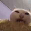 cat-eating-corn_thumb.jpg