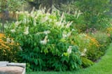 BHG-bottlebrush-buckeye-7oMYF1YUaCI8aCxdfRGd-a27effa1e24d46358f7ca6602186faa1