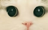 Nigger Cat glare