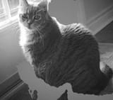 Iran cat 1957