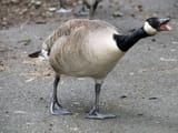 1280px-Goose_honking_(14506448296)