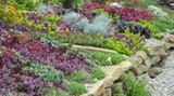 sedum garden