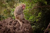 animals-of-taiwan-photos-from-my-trip-v0-db6a3y21d64f1