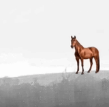 medlonghorse