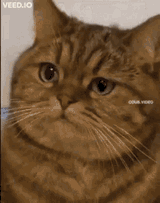 calculation-cat