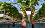 dysonstrawberryfarm