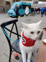 white meower