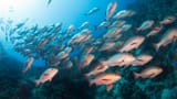red-snapper-school-4168898651