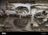 remains-of-a-victim-of-the-srebrenica-massacre-at-the-mortuary-facility-GEXEGH