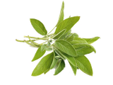 sage