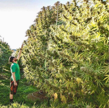 we speek for the trees