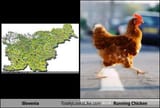 slovenia-totally-looks-like-a-running-chicken