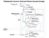 Phylogenetic_structure_of_Western_Eurasians