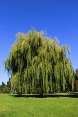 weeping-willow-1-2673478887