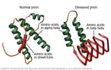 how-prions-fold