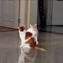 kots those are fighting paws_thumb.jpg