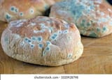 moldy-bread