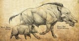 hell-pig-wild-boar-comparison-1156395796