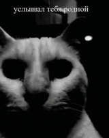 catdespair