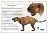 thylacoleo-carnifex