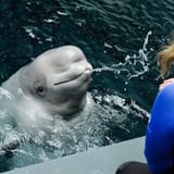 Beluga