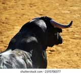 black-bull-big-horns-bullring-260nw-2193700377