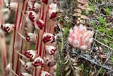 Sugarsticks &amp; Gnome Plant