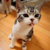 dumcat