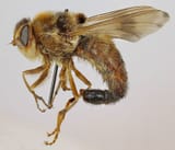 960px-Gasterophilus_intestinalis,_Trawscoed,_North_Wales,_Aug_2015_(20134961243)