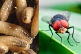 larvae-fly