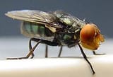 Cochliomyia_hominivorax_(Coquerel,_1858)