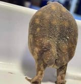 frog-butt-2228696949