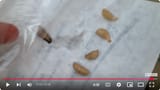 Screenshot 2025-07-11 at 14-12-07 (29) Botfly Maggot Removal - YouTube
