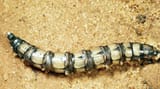 Horse Fly maggot