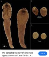 Screenshot 2025-07-11 at 14-26-43 liver fluke - Google Search