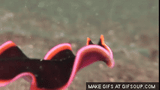 flatworm