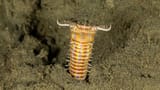 Screenshot 2025-07-11 at 14-31-12 Fossil-hunters find giant predatory worm’s lair CNN