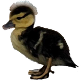 duck2
