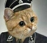 grammarcat