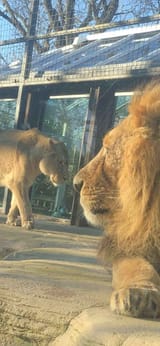 lionsfromdasanc1