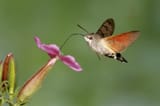 Hummingbird-Hawk-Moth-Pictures-3485633802
