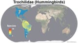 Birds_Trochilidae