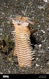 bobbit-worm-eunice-aphroditois-lembeh-strait-indonesia-F57309