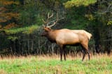Elk_e954af