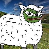 apu sheep field