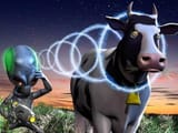 HD-wallpaper-mind-control-freak-cow-alien-control-mind