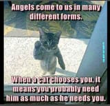 angel.FOKS7zQXEAQMbNc