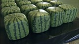 melons