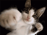 catpunch