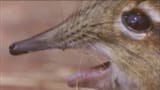 snout
